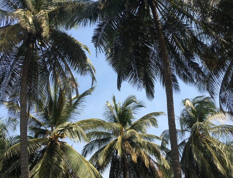 Un champ de palmier au Sénégal.