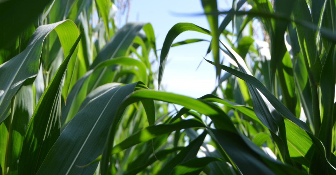 OKO offre une assurance agricole aux cultures comme les champ de maïs.