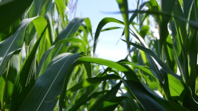 OKO offre une assurance agricole aux cultures comme les champ de maïs.