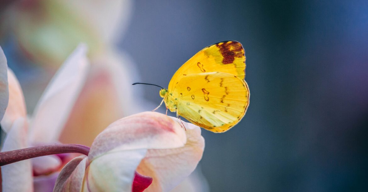 L'image d'un papillon capturé au Jardin Botanique de Cluj-Napoca, Roumanie, lors d'une exposition locale de papillons tropicaux et locaux.