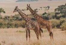 Kenya : les revenus du tourisme progressent de 10% sur un an