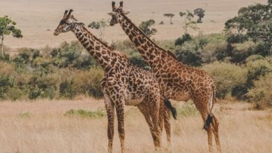 Kenya : les revenus du tourisme progressent de 10% sur un an