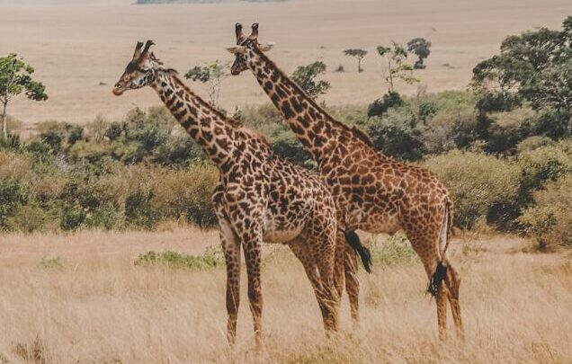Kenya : les revenus du tourisme progressent de 10% sur un an