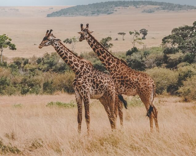 Kenya : les revenus du tourisme progressent de 10% sur un an